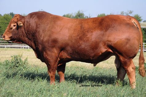 CF Jim Dandi 216U -- a red homozygous polled Limousin bull with massive amounts of muscling. Limousin Cattle, Limousin Bull, Livestock Animals, Farm Livestock, Regions Of France, Cattle Breeds, Cow Pictures, Beef Cattle, Golden Red