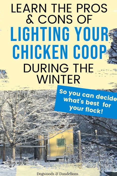 Lighting your chicken coop is such a personal decision. There are both pros and cons to using supplemental light in your chicken coop during the winter. The main reason most chicken keepers choose to light their coop is so they will have eggs during the winter. But if you do add additional light, you need to be sure you are doing it safely and at the right time. Learn why you may want to light your coop (and why you may not) so that you can make the best decision for your flock. Chicken Coop Lighting, Chicken Coop Winter, Molting Chickens, Baby Chicks Raising, Chickens In The Winter, Chicken Coop Garden, Raising Chicks, Types Of Chickens, What To Use