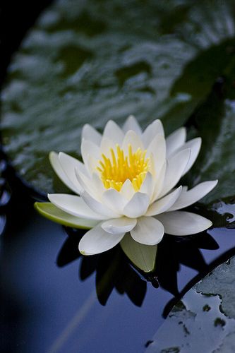 silence ... perfect white water lily ... still water ... reflection ...Beautiful.. White Water Lily, Image Zen, Lotus Flower Pictures, Lily Lotus, Water Reflection, Water Lilly, Lily Pond, Lotus Flowers, Most Beautiful Flowers