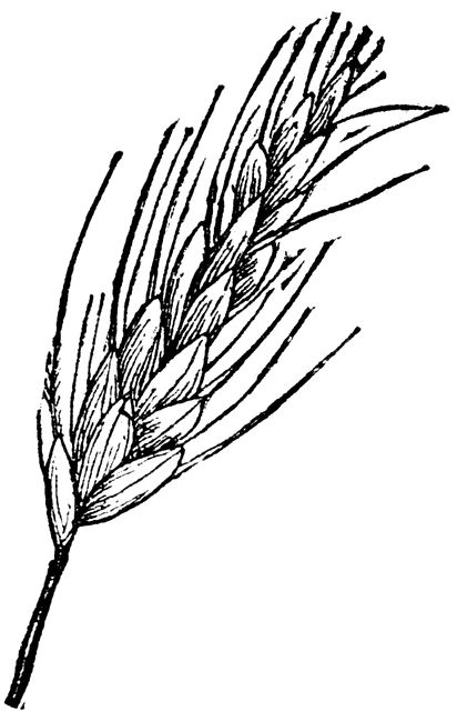 Wheat Illustration, Wheat Drawing, Lion Head Drawing, Wheat Tattoo, Wheat Bundle, Pizza Cookies, Farm Coloring Pages, Best Coloring Pages, Farm Unit