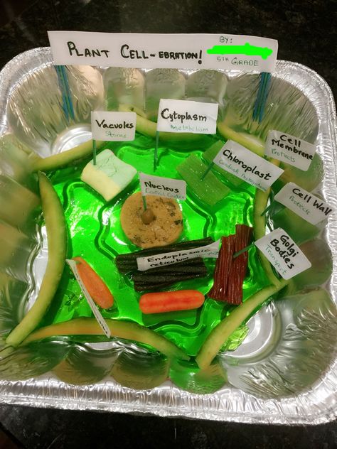 Edible plant cell for my 5th grader. Used jello , marshmallow, cookie, etc and Melon peels for cell wall. Jello Plant Cell Project, Plant Cell Model Project, Edible Plant Cell, Plant Cell Cake, Edible Animal Cell, Animal Cell Model Project, Edible Cell Project, Plant Cell Project, Edible Cell