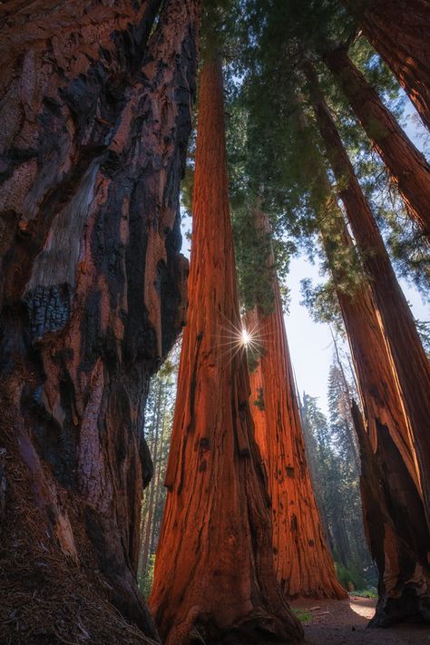 Sequoia Tree, Sequoia National Park, Forest Photography, Tree Drawing, Tree Forest, Photography Workshops, Nature Photographs, The Star, Line Drawing