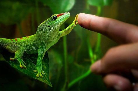 Giant Day gecko Day Gecko, Cute Gecko, Cute Reptiles, Reptiles And Amphibians, High Five, Animal Photo, Gecko, Rumi, Amphibians