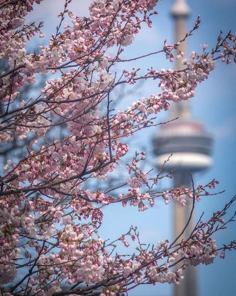 Joan Baez, Toronto Ontario, Spring Day, Toronto Canada, Ontario Canada, Cherry Blossoms, Cn Tower, Cherry Blossom, Ontario