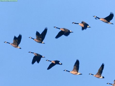 Each year geese are one of the many birds that migrate south in V-shaped flocks.  These flocks imply physical but also imagined boundaries in the sky that create a V-shape space. Beautiful Bird Wallpaper, Leadership Lessons, Canadian Goose, Bird Migration, Flying V, Flock Of Birds, Bird Wallpaper, Flying Geese, Birds Flying