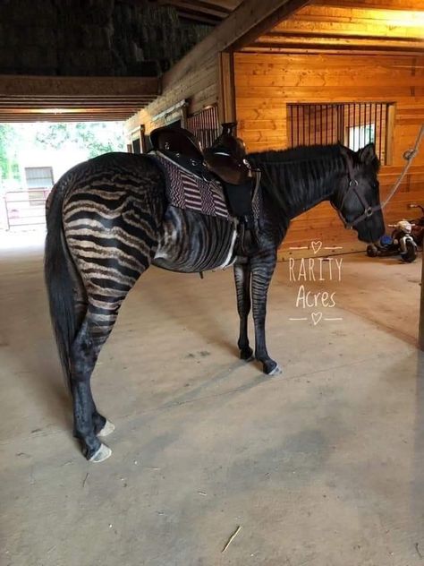 Rare Horses Colors, Zebra Horse Hybrid, Zorse Hybrid, Beautiful Horses Rare, Rare Horse Colors, Unique Horses, Zebra Horse, Rare Horse Breeds, Unusual Horse