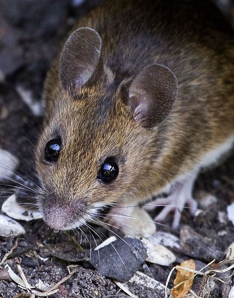 Field Mouse Photography by Mark Tizard Brown Mouse, Mouse Photos, Field Mouse, Mouse Drawing, Mouse Color, Craft Books, Felting Wool, Needle Felting Tutorials, Pet Mice