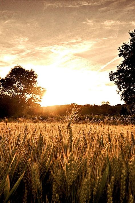 Maybe i'll grow wheat instead of dairy hay. Think about the water, and not nessesary to stress as much-shelby Easy Love Spells, Fields Of Gold, Love Spell That Work, Wheat Fields, Image Hd, Farm Life, Country Life, Belle Photo, Sunrise Sunset