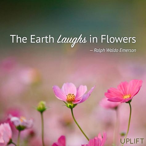 Conflict Quotes, The Earth Laughs In Flowers, Earth Laughs In Flowers, Garden Quotes, Ralph Waldo Emerson, Flower Quotes, Lovely Quote, Event Inspiration, Spring Is Coming