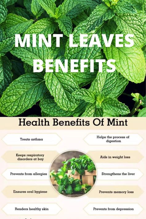 Mint Benefits Health, Mint Leaves Benefits, Mint Benefits, Home Remedies For Bronchitis, Food Health Benefits, Herbal Plants, Open Communication, Herbs For Health, Natural Cough Remedies