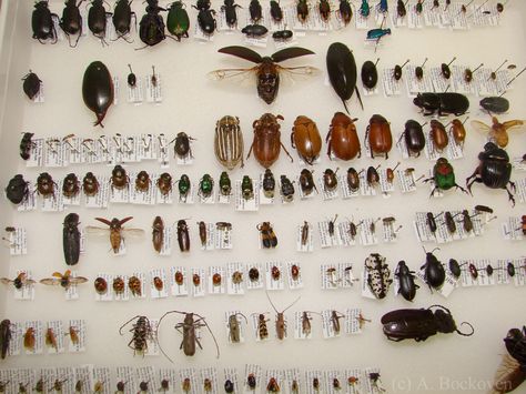 I could only collect beetles that are already dead. Insect Box Display, Insect Collection Project, Bug Pinning, Bug Enthusiast, Bug Identification, Bug Box, Set Up Ideas, Insect Wall, Insect Taxidermy