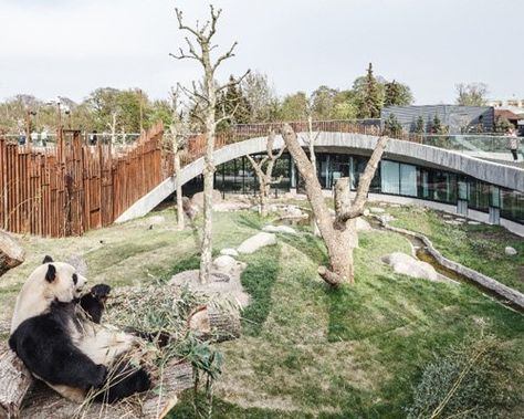 EFFEKT completes 'camp adventure' observation tower in denmark Female Panda, Big Panda, Zoo Architecture, Giant Pandas, Bjarke Ingels, Peaceful Living, Misty Forest, Big Photo, Water Element