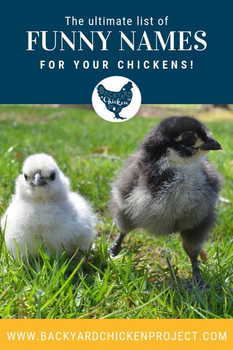 100 Hilarious Chicken Names Chicken Names Funny, Old Lady Chicken Names, Chicken Names By Color, Old Lady Names For Chickens, Chicken Names Hens, Cute Chicken Names, Frizzle Chickens, Australorp Chicken, Chicken Pictures