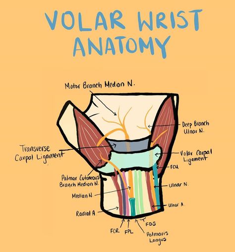 Surgical Anatomy Drawings on Instagram: “👋🏼The volar carpal wrist contains amongst other things, the carpal tunnel and guyon's canal. ⁠⠀ ⁠⠀ ▪️The carpal tunnel is formed by the…” Carpal Tunnel Anatomy, Tunnel Drawing, Wrist Anatomy, Carpal Tunnel Exercises, Carpal Tunnel, Anatomy Drawing, Anatomy, Drawings, On Instagram