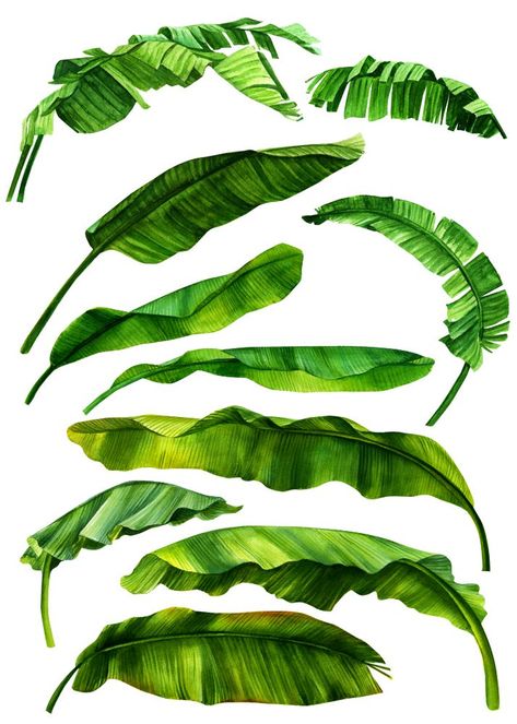 Green Art Painting, Banana Leaf Tree, Foliage Art, Drawing Pics, Banana Leaf Art, Tree Photoshop, Painting Flowers Tutorial, Banana Palm, Tree Drawings Pencil