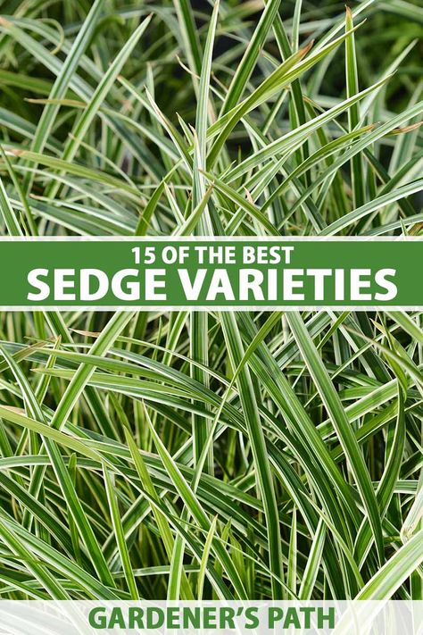 Evergreen Grasses Landscaping, Sedge Grass Landscaping, Sedge Grass Plants, Evergreen Grasses, Grass Edging, Evergreen Color, Potted Garden, Outside Plants, Perennial Grasses