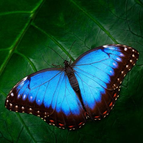 Blue Butterfly Meaning, Butterfly Spiritual Meaning, Black Blue Butterfly, Butterfly Spiritual, Blue And Black Butterfly, Butterfly Symbolism, Butterfly Meaning, Animal Medicine, Black Butterfly