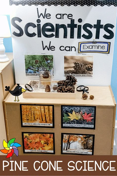 Experiment For Preschool, Science Center Preschool, Sort By Color, Pre-k Science, Science Area, Fall Science, Preschool Rooms, Preschool Science Activities, Prek Classroom