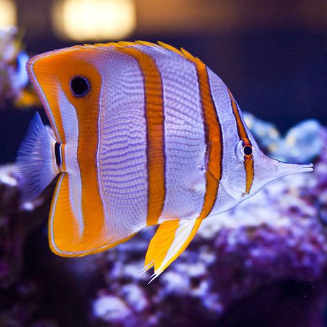 When selecting your Copperband Butterflyfish always ask to see them fed. They are almost always picky eaters, and seeing them eat readily is a huge pro. The Copperband Butterflyfish is one of the most passive fish there is. These guys will not harass any other fish but can easily be harassed by larger fish Saltwater Fish Tanks, Butterfly Fish, Salt Water Fish, Saltwater Fish, Life Aquatic, Wallpapers For Desktop, Marine Aquarium, Fish Wallpaper, Marine Fish