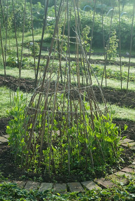 Sweet peas climbing up a wigwam of hazel poles and sticks, early June. Pea Trellis, Allotment Ideas, Allotment Gardening, Potager Garden, Sweet Peas, Garden Trellis, Garden Structures, Shade Garden, Raised Garden