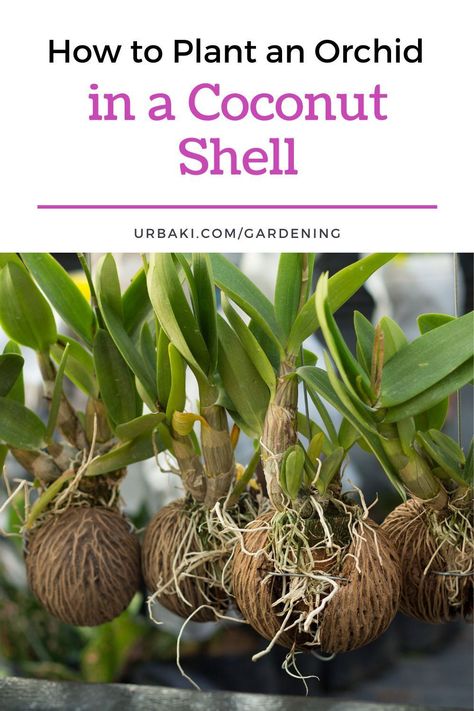 Plant In Coconut Shell, Plants In Coconut Shell, Coconut Orchid, Cymbidium Orchids Care, Orchid Roots, Orchid Planters, Coconut Shells, Dry Coconut, Growing Orchids