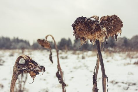 Sunflowers Withered, #Withered, #Sunflowers Portfolio Ideas, Free Photo, Free Photos, Stock Images Free, Sunflower, Stock Images, Portfolio, Music