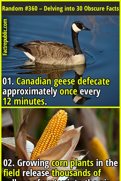 Random Facts Sheet #360 – Delving into the Obscure: 30 Surprising Facts That Will Make You Think - Fact Republic Random Science Facts, Facts Science, Obscure Facts, Science Knowledge, Canadian Geese, Fact Republic, Science Fact, Cool Science Facts, Animal Science