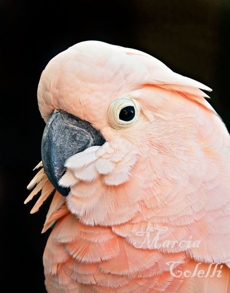 Pink Cacatoo, Pink Cockatoo Art, Rose Breasted Cockatoo, Salmon Crested Cockatoo, Pink Cockatoo, Sulfur Crested Cockatoo, Baby Tortoise, Australian Fauna, Sparrow Bird