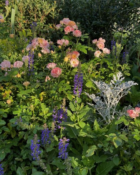 #goodmorning #sunday Morning in the garden I love all the colors #apricot Drift Roses , Silver of the Dusty Miller , and #purple #salvia #garden #houston #texas #htown #instagood #instagram #instadaily #instagarden Apricot Drift Rose, Salvia Garden, Purple Salvia, Drift Roses, Dusty Miller, H Town, Houston Texas, Sunday Morning, In The Garden