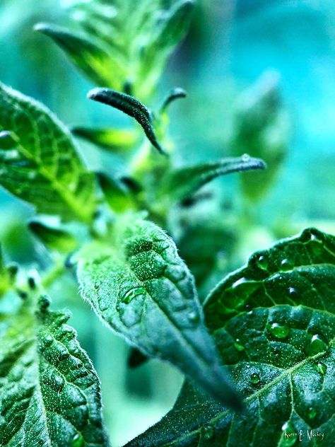 Peppermint Photography, Peppermint Plant, Peppermint Herb, Candle Photography, Candles Photography, Plant Photography, The Greenhouse, Winter Forest, Photography Inspo