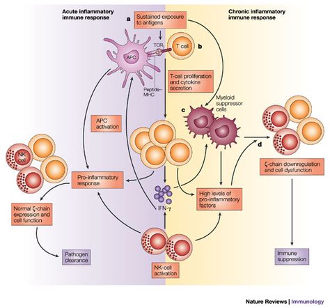 Acute vs chronic inflammation Inflammation Pathology, Skin Education, Physician Assistant School, Medical School Studying, T Cell, Viral Infection, Physician Assistant, Medical Knowledge, Chronic Inflammation