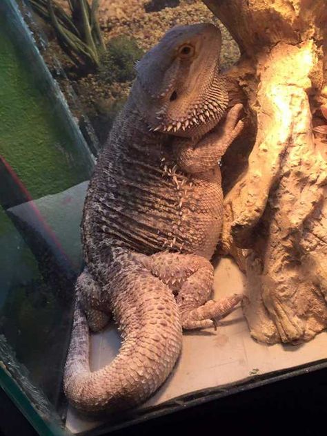 Albino Bearded Dragon, Funny Bearded Dragon Pictures, Big Bearded Dragon, Clay Bearded Dragon, Fat Bearded Dragon, Bearded Dragon Carrier, Bearded Dragon Pet, Funny Bearded Dragons, Aesthetic Bearded Dragon