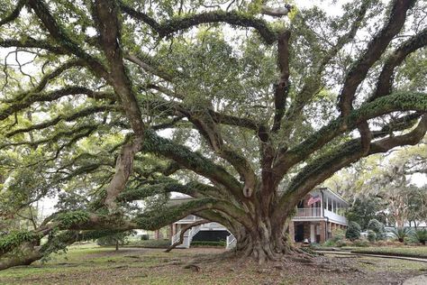 Did You Know America's Biggest Oak Tree is Located in Mandeville, LA? - Northshore Parent Mandeville Louisiana, Tree Growth, The Mayflower, Seven Sisters, Live Oak, National Treasure, Back To Nature, Oak Tree, North Shore