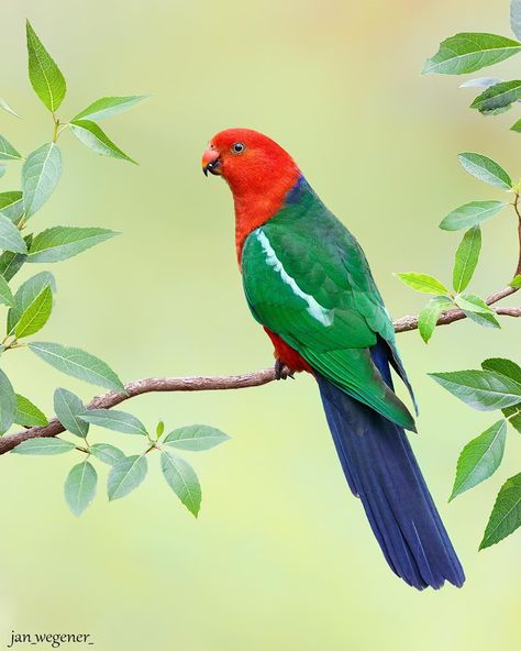 • King Parrot • Brought to you from the rainforests of Australia. They’re actually quite large and very impressive birds in real life.… King Parrot, Australian Parrots, Australian Fauna, Parrot Painting, Birds Of Australia, Parrots Art, Mosaic Birds, Birds Art, Funny Parrots