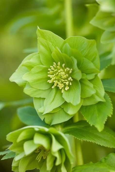 Green Hellebore, Mushroom Identification, Pretty Plants, Plant Species, Gnome Garden, Good Morning Beautiful, Eye Art, Flower Photos, Green Flowers