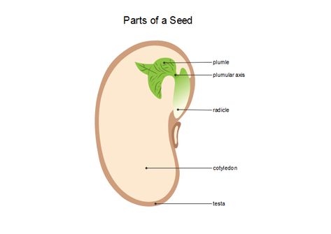 Seed Diagram, Parts Of A Seed, Component Diagram, Software Project Management, Daily Use Words, School Biology, Diagram Template, Chart Tool, High School Biology