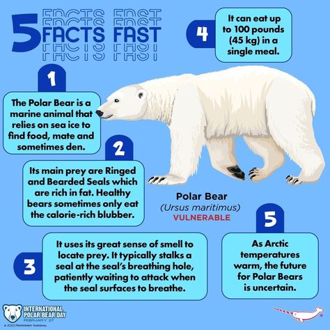 Facts About Bears, Polar Bear Facts, Bear Facts, Animal Facts Interesting, Sea Ice, Fact And Opinion, Animal Facts, Animal Books, Marine Animals