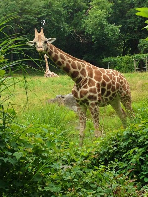 Giraffe/ Bronx Zoo 2024 Photo, Bronx Zoo, Usa States, Favorite Animal, Photo Journal, Bronx, Beautiful Photo, New York, Animals