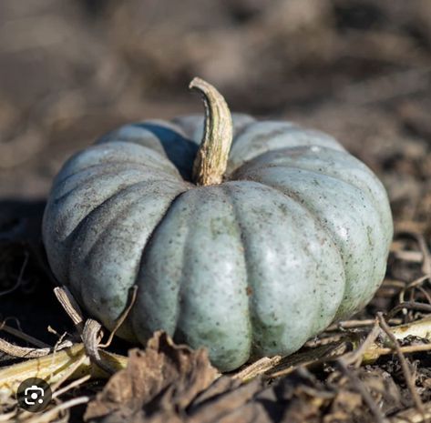 Pottery Pumpkins, Jarrahdale Pumpkin, Fall Displays, Pumpkin Varieties, Grey Pumpkin, Blue Harvest, Pumpkin Dishes, Creepy Pumpkin, Cinderella Pumpkin