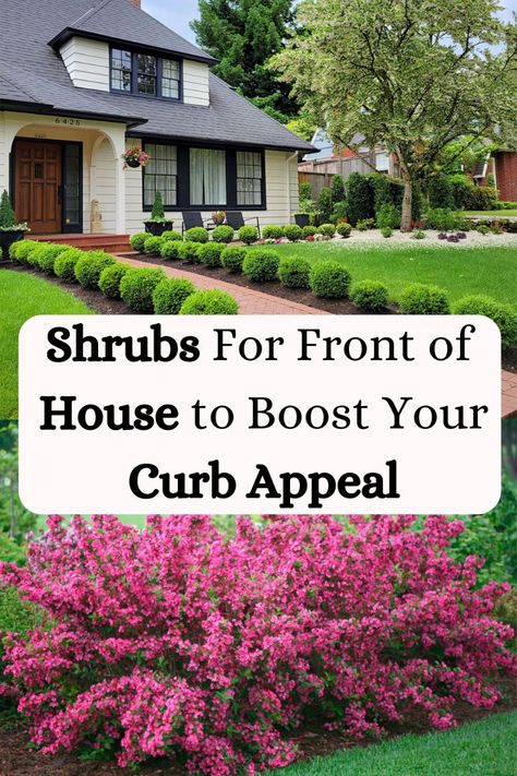 Looking to boost your home's curb appeal? Discover the best shrubs for the front of your house that will instantly transform your exterior! From evergreens to flowering shrubs, these low-maintenance options will keep your yard looking vibrant year-round. Perfect for adding structure, color, and charm to any home’s front yard design. #CurbAppeal #FrontYardShrubs #LandscapeDesign #HomeGarden #EvergreenShrubs Best Low Maintenance Shrubs, Front Entryway Landscaping, Slow Growing Shrubs Front Yards, Front Yard Shrubs Curb Appeal, Spring Curb Appeal, Brick Ranch Landscaping Front Yards, Best Bushes To Plant In Front Of House, Small Bushes In Front Of House, Curve Appeal Front Yard