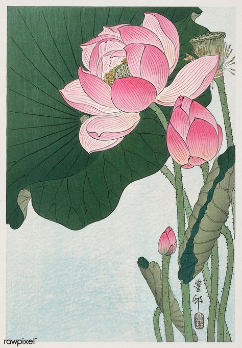 Blooming lotus flowers (1920 - 1930) by Ohara Koson (1877-… | Flickr Japanese Lotus, Lotus Flower Art, Blooming Lotus, Ohara Koson, Japanese Wall Art, Japon Illustration, Lotus Flowers, Japanese Flowers, Art Japonais