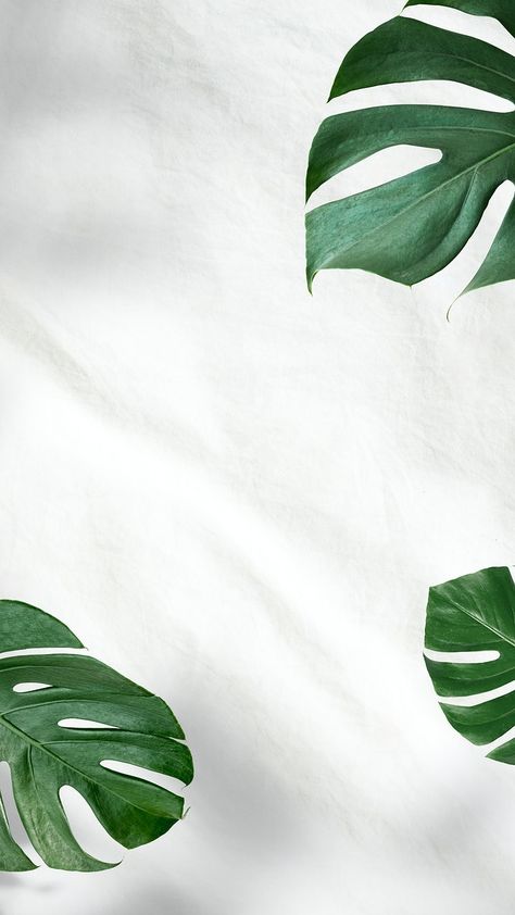 Green Monstera leaves on white background | premium image by rawpixel.com / nunny Green And White Aesthetic Wallpaper, Leaves Wallpaper Iphone, White Wallpaper For Iphone, Mint Green Wallpaper, Green Leaf Wallpaper, Green Leaf Background, White Background Wallpaper, Plant Background, Wallpaper Iphone Summer