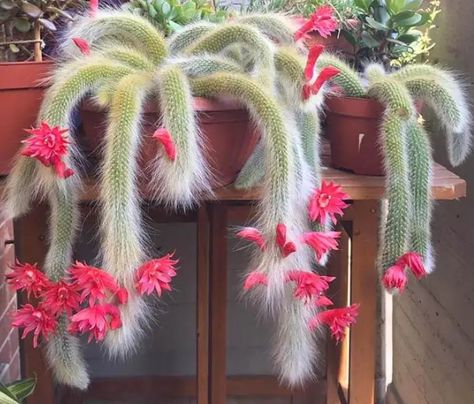 How to plant, grow and care for the Monkey Tail Cactus Monkey Tail Cactus, Cactus Planta, Cactus Care, Inside Plants, Rare Species, Cactus Plant, Cactus Flower, Succulent Plant, All Plants