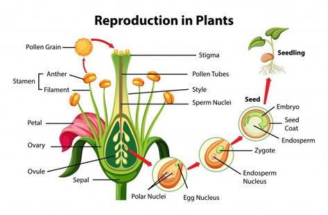 Asexual Reproduction In Plants, Reproduction In Plants, Fertilization Process, Biology Plants, Science Diagrams, Plant Notes, Plant Study, Science Notes, Biology Notes