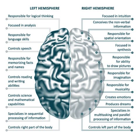 There are two hemispheres of the brain: right and left. Each side is responsible for controlling the opposite side of the body (i.e. right brain controls left side of the body and vice versa). Each hemisphere naturally inhibits the opposite side so that the body doesn’t perform mirror movements—both sides making the same movement at the same time. Right Hemisphere Brain, Left Side Of The Brain, Left And Right Hemisphere Of Brain, Left And Right Side Of Brain, Anatomy Of The Brain, Brain Hemispheres, Right Side Of The Brain, Left Brain Right Brain, Left Brain