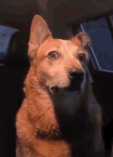 Dog Side Eye, Scared Dog, Looking Gif, Dog Animation, Wolf Pictures, Side Eye, Lovely Creatures, Silly Dogs, Crazy Dog