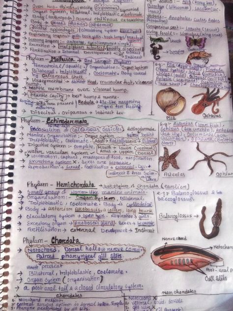 Kingdom Animalia Notes, Nurse Study, Chemistry Classroom, Nurse Study Notes, Biology Facts, Kingdom Animalia, Biology Notes, Nursing Study, Mind Map