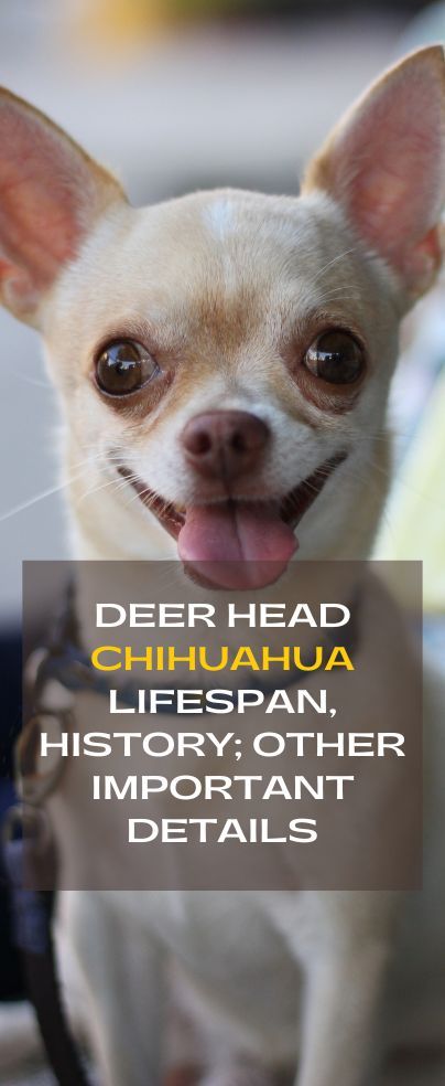 Chihuahua Puppy Training, Deer Chihuahua, Deer Head Chihuahua, Types Of Chihuahua, Chihuahua Drawing, Apple Head Chihuahua, Chihuahua Facts, Chihuahua Training, Chihuahua Terrier Mix