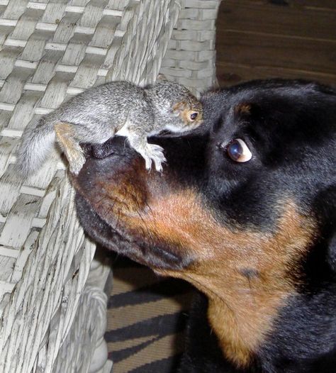 squirrel! Funny Squirrel Videos, Squirrels Funny, Squirrel Video, Squirrel Funny, Animals Friendship, Love My Dog, A Squirrel, Adorable Cats, Rottweiler Dog