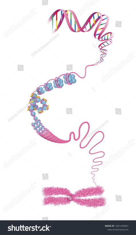 Chromosome structure. DNA Chromosome#structure#DNA Chromosome Model, Chromosome Structure, Powerpoint Tutorial, Dna Model, Royalty Free Photos, New Pictures, Biology, Stock Illustration, Create Yourself